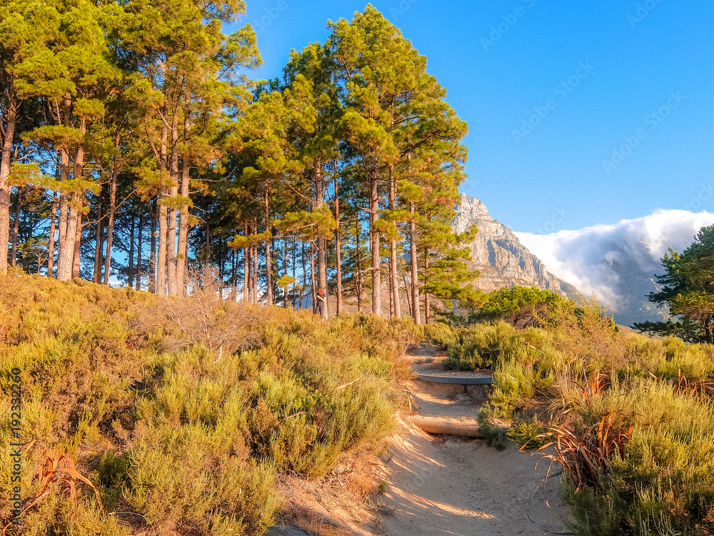 View on Table Mountain from  Lions Head mountain slope