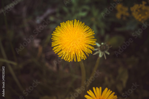 Fototapeta Naklejka Na Ścianę i Meble -  Одуванчик
