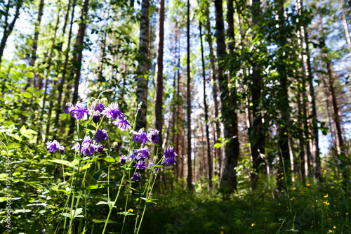 Fototapeta Naklejka Na Ścianę i Meble -  flower Aquilegia vulgaris columbine on the edge of the forest