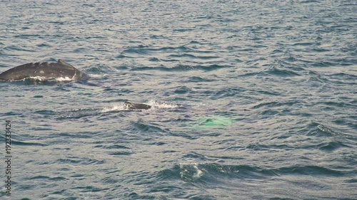 Humpbacks in the Atlantic Ocean