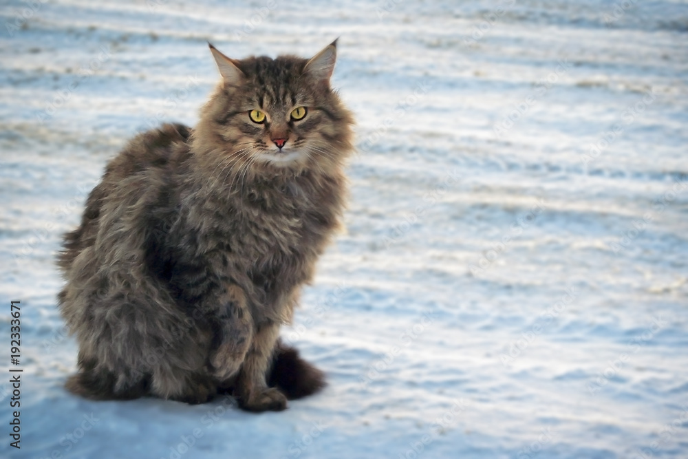 fluffy street cat