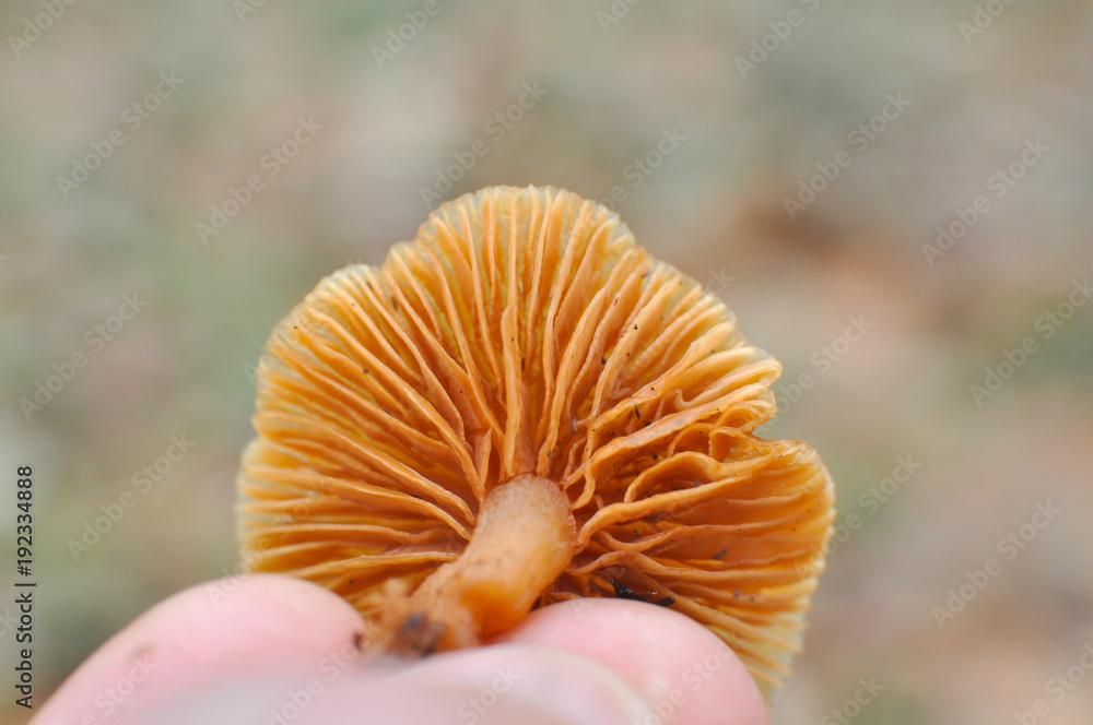Little brown mushroom in hand. Mushroom gills close-up Little brown mushroom in hand. Mushroom gills close-up