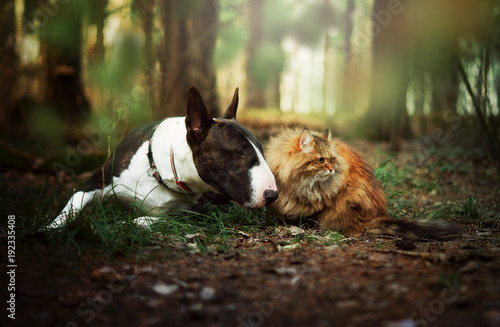 Dog and cat in forest