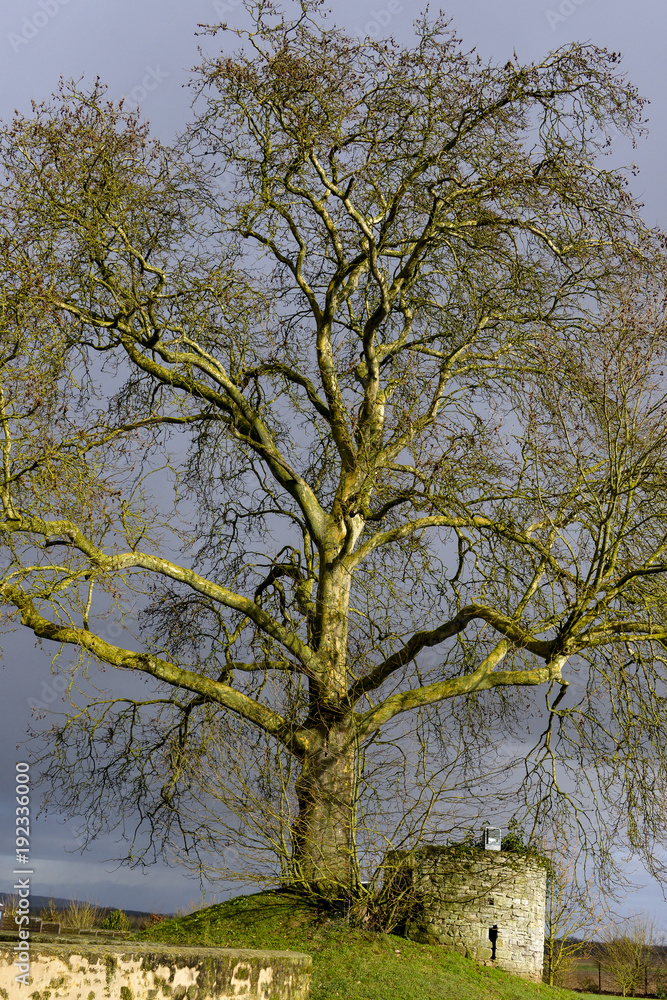 Fototapeta premium Platane commun, hiver, Platanus × acerifolia