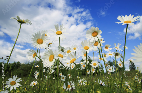 delicate white chamomile flower heads grow on a summer meadow and stretch to the blue sky © nataba