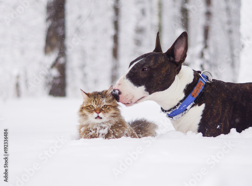 Dog and cat in winter