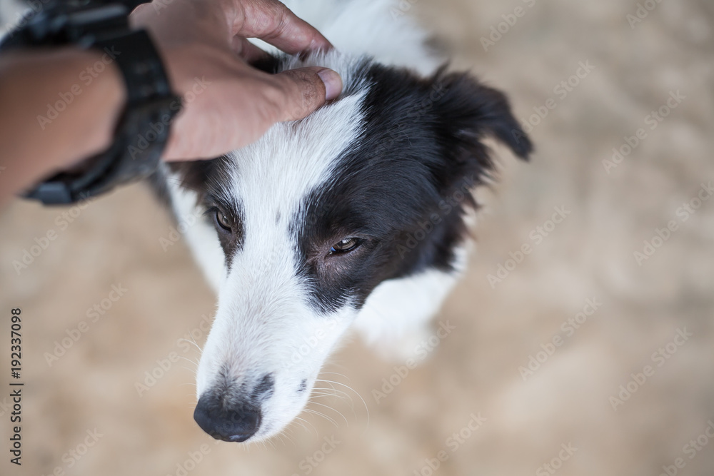 Fototapeta premium Border collie and man hand