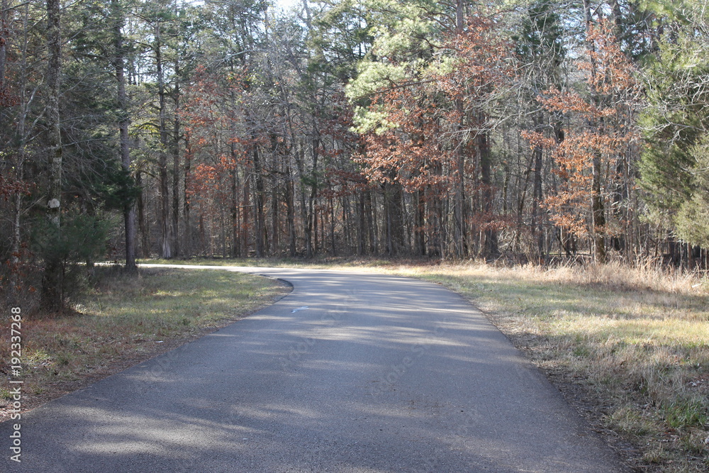 Fototapeta premium Droga w lesie i zimno