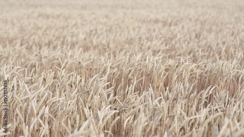 Rolling wheat field. Field of tall wheat swaying rolling in the prairie winds.