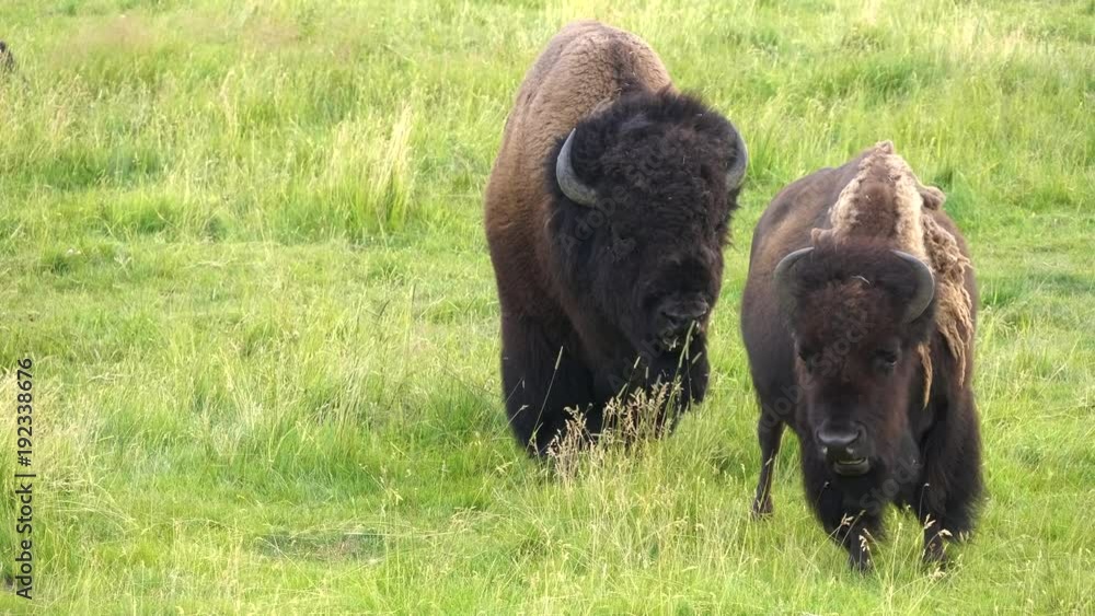 a bull bison follows a cow during the rut in yellowstone national park, usa a bull bison follows a cow during the rut in yellowstone national park, usa