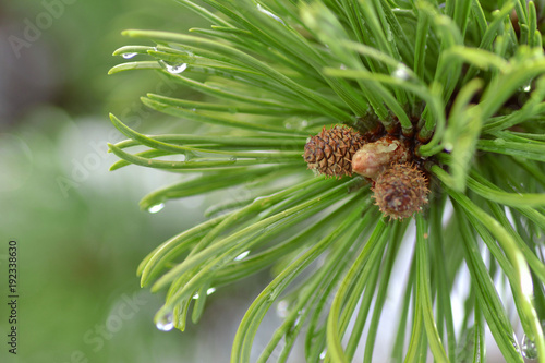 Close-up of young pinecone buds on a tree with water drops