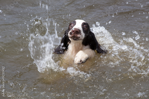 Puppy Swimming in Water