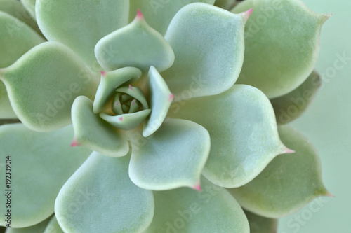 Macro of succulent plant - Echeveria