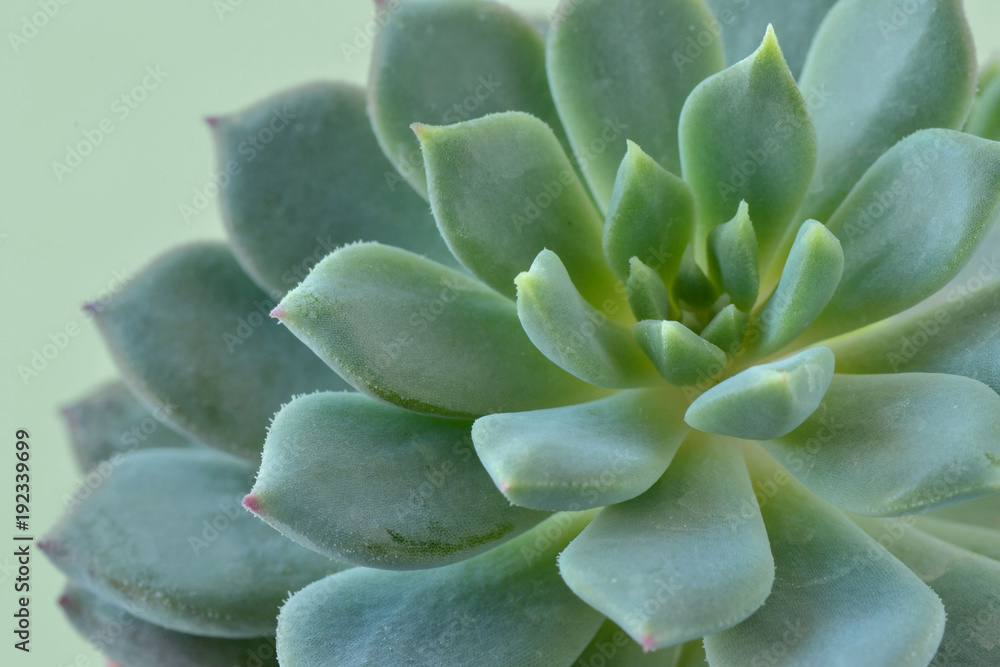 Macro of succulent plant - Echeveria Macro of succulent plant - Echeveria