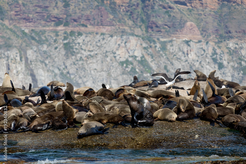 Fototapeta premium Sleeping Seals