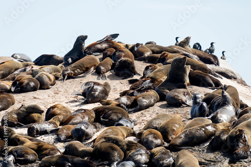 Sleeping and Sunbathing Seals