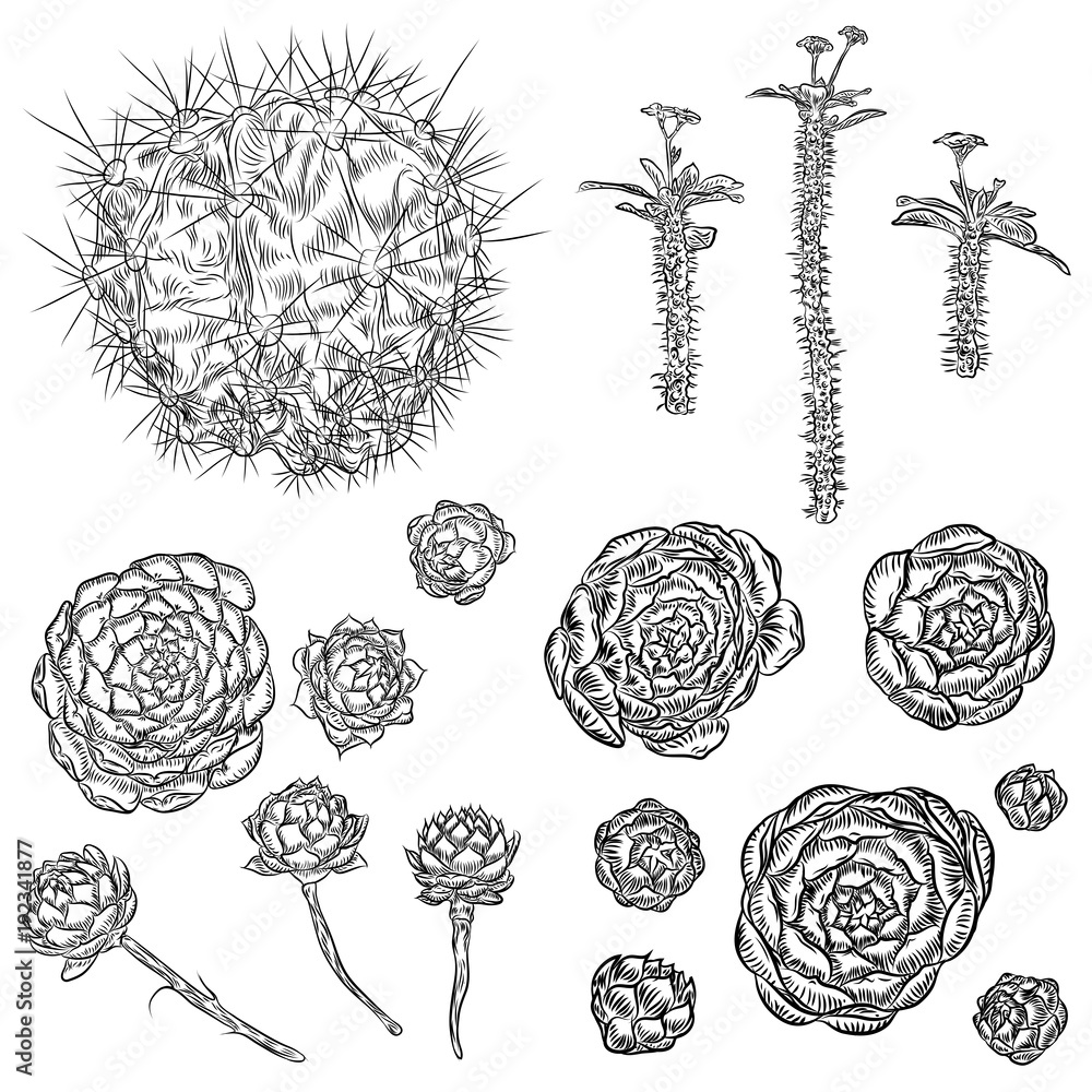 Obraz Succulents and cactuses set. Trendy tropical design for textile. Set of various hand drawn cacti exotic plants. Vector.