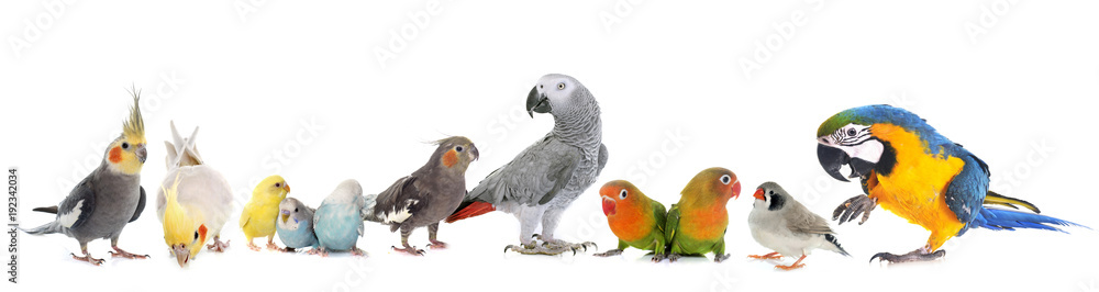 Obraz premium grupa ptaków