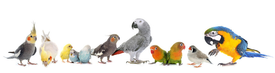 Keuken achterwand Papegaai Groep tropische vogels samen  © cynoclub