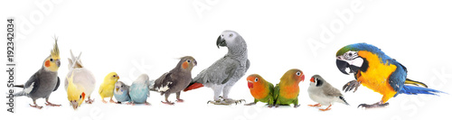 Fotografia group of birds