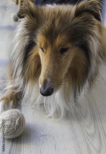 Rough collie with wool coil © Andrei Pogrebnoi