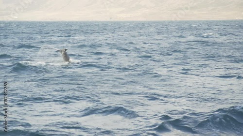 Humpbacks Tail in a fjord in Iceland