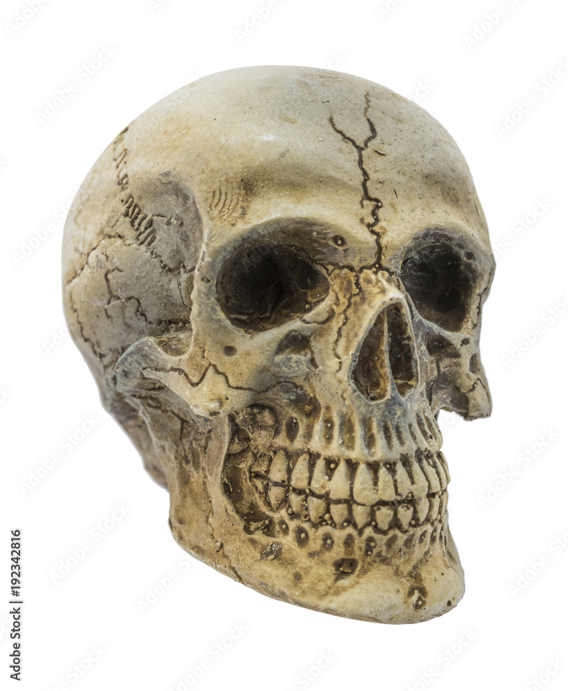 Skull model without jaw bone on isolated white background.for Clipping Path.