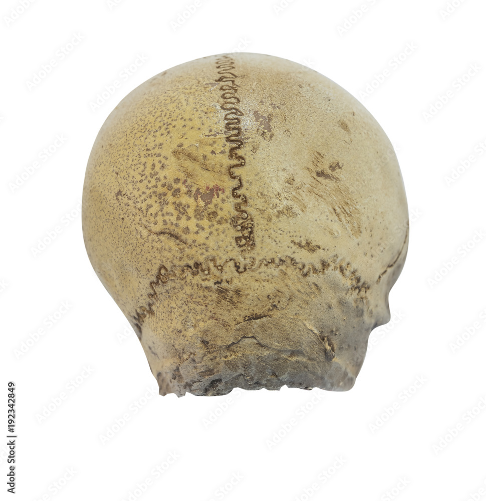 Obraz premium Skull model without jaw bone on isolated white background.for Clipping Path.