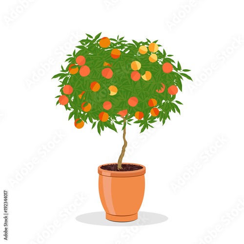 Peach tree growing in pot. Dwarf fruit tree in the terracotta flower pot. Growing peaches in a container. Isolated on white. Garden illustration.