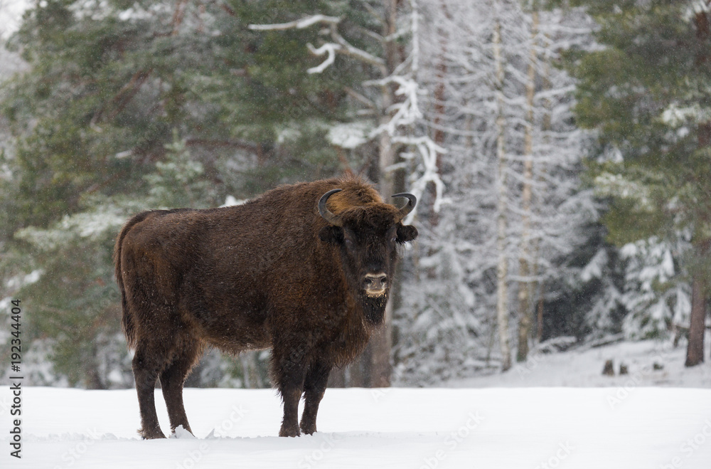 Single Adult Wild European Brown Bison / Bison Bonasus On Snow Field At Forest Background. Winter Wildlife Landscape With Snow And Adult Aurochs ( Wisent ).Portrait Of Motherly Wood Bison.Trophy Bull