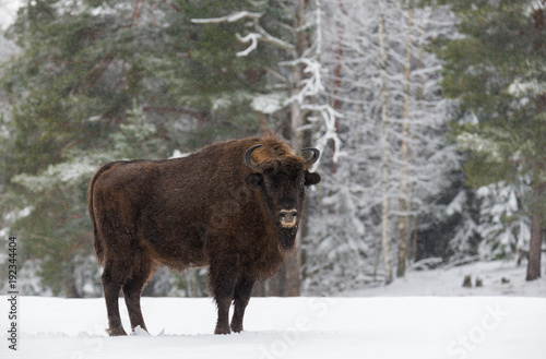 Obraz na płótnie Single Adult Wild European Brown Bison / Bison Bonasus On Snow Field At Forest Background. Winter Wildlife Landscape With Snow And Adult Aurochs ( Wisent ).Portrait Of Motherly Wood Bison.Trophy Bull w salonie