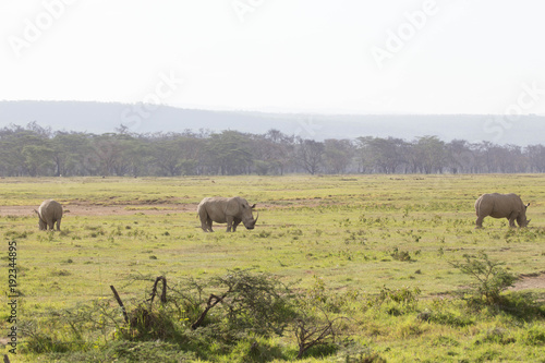 Rhinos in Savannah