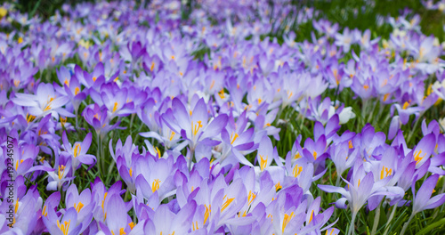 Fototapeta Naklejka Na Ścianę i Meble -  Krokuswiese