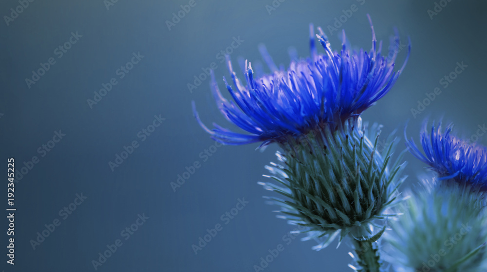 Floral blue background. Bright Blue thorny thistle flower. A blue