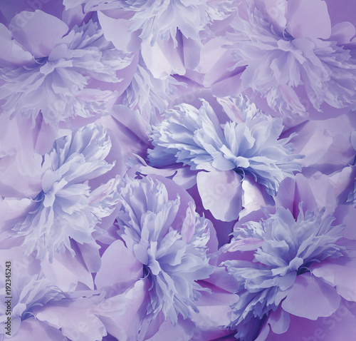 Floral blue-violet background. Bouquet of flowers of peonies. Violet-blue petals of the peony flower. Close-up. Nature.