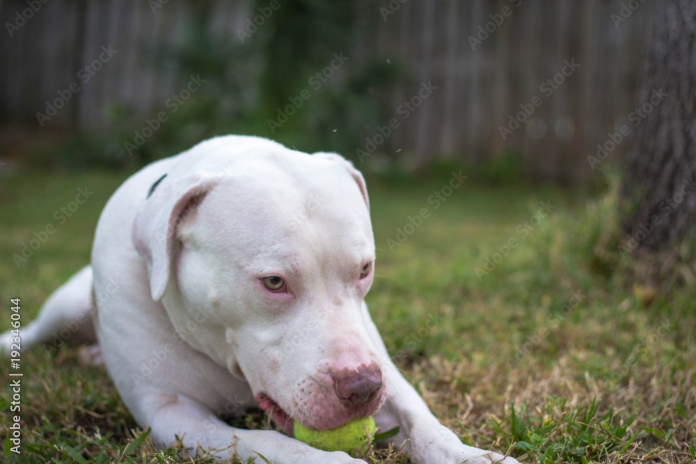 woof woof