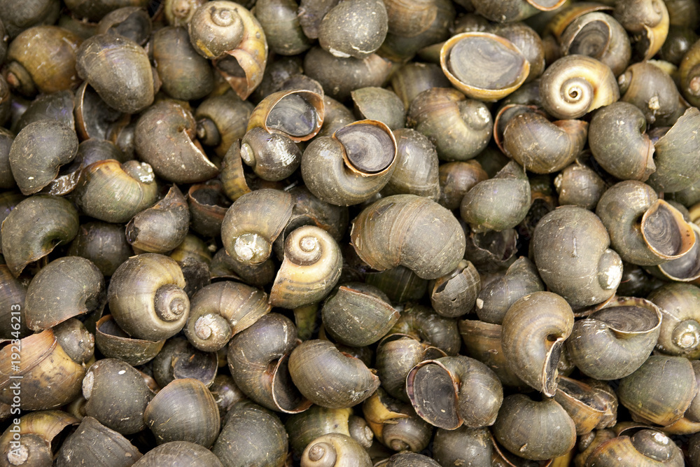 Shells Shells