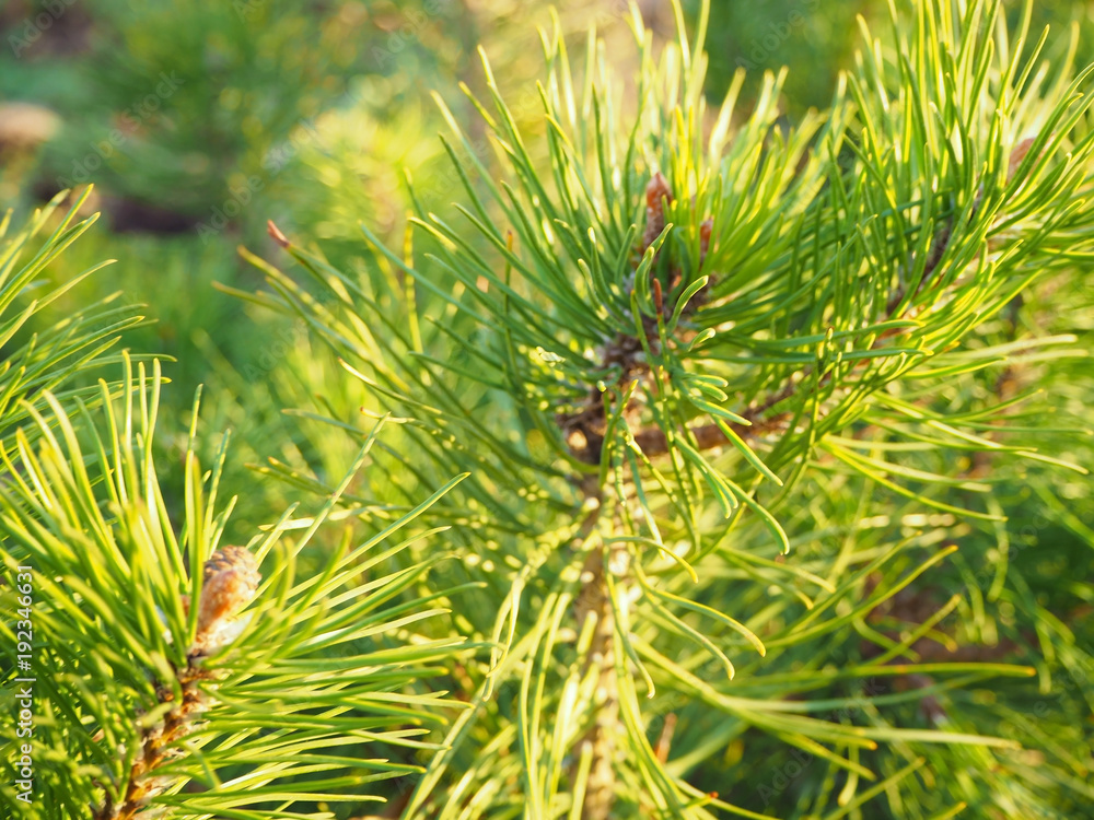 Close up pine branches with young light green shoots Close up pine branches with young light green shoots