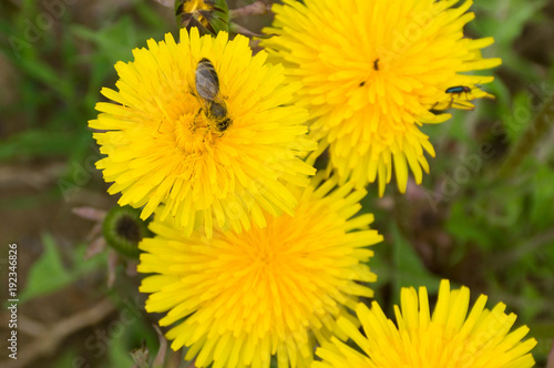 Fototapeta Naklejka Na Ścianę i Meble -  пчела собирает нектар с красивых жёлтых цветов