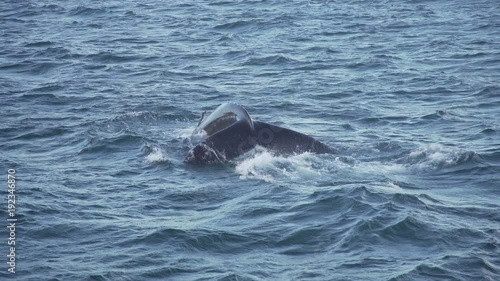 Whale Close Up of Tail