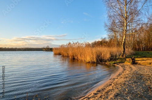 Beautiful morning landscape. Bushes and trees by the lake.