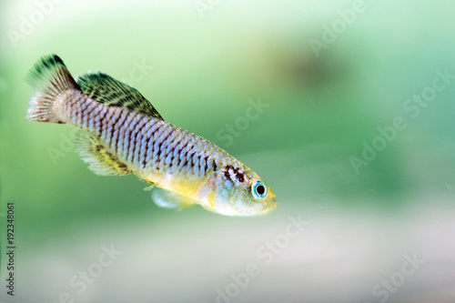 Fish Guenther's Nothobranchius (Nothobranchius guentheri), swimming photo