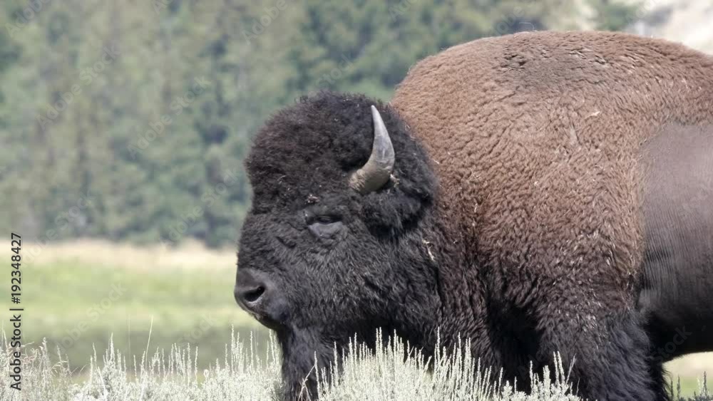 a head and shoulders close up shot of a male bison at yellowstone national park, usa a head and shoulders close up shot of a male bison at yellowstone national park, usa