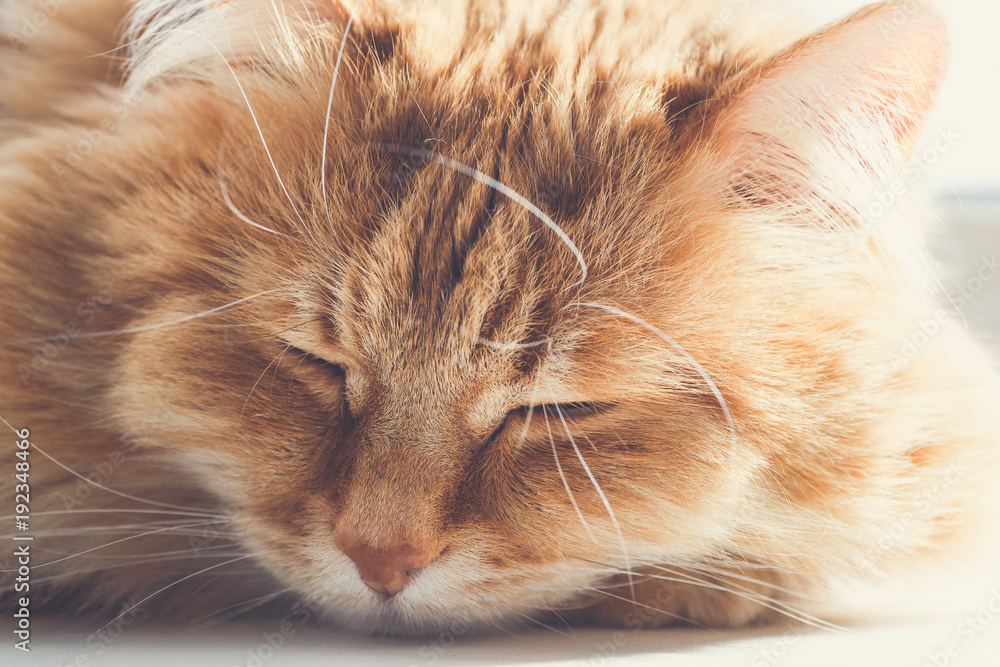 Cute fluffy ginger cat sleep and relax, muzzle portrait