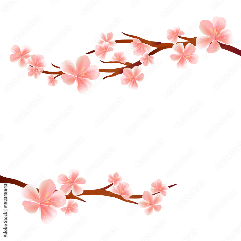 Branches of Sakura with Pink flowers isolated on White background ...