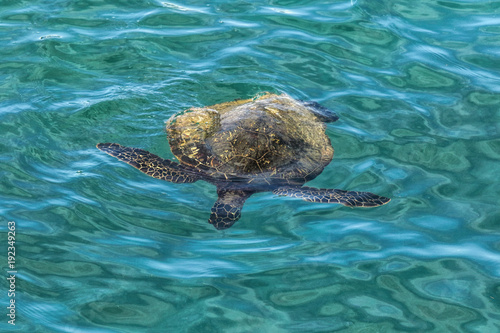 Green sea turtle swimming in Kapalua Bay on Maui.