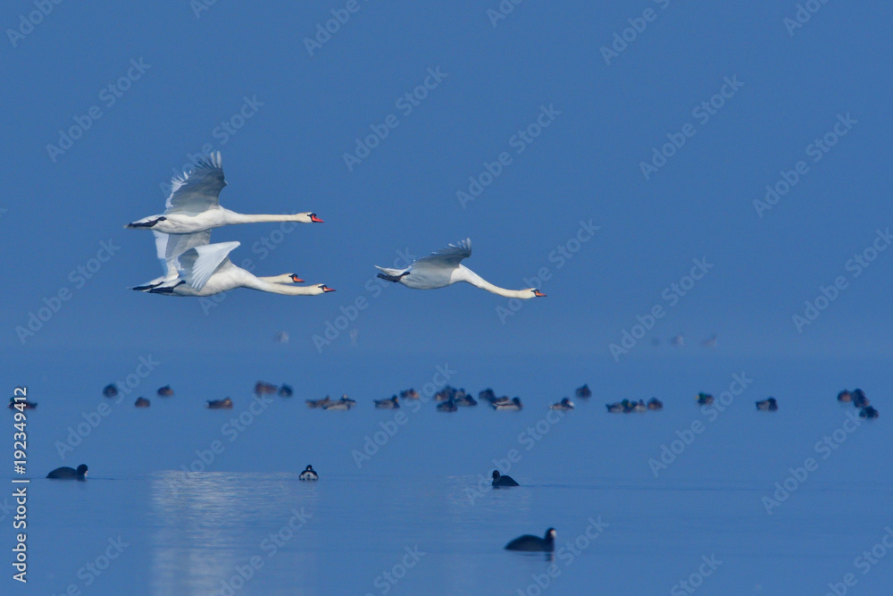 Obraz premium Höckerschwäne im Flug im Winter