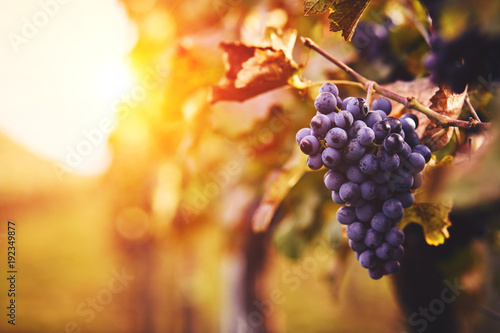 Canvas Print Blue grapes in a vineyard at sunset, toned image