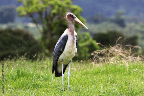 duży ptak marabut afrykański stojący w trawie © KOLA  STUDIO