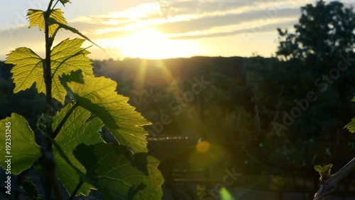 Moving through vineyard at dusk